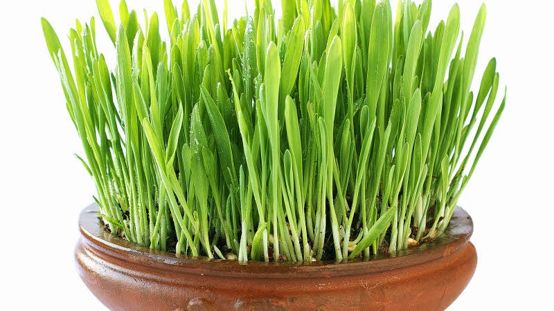 ظرف مخصوص کاشت سبزه,نگهداری بذر سبزه ساقه سبزه,نور مناسب رشد سبزه